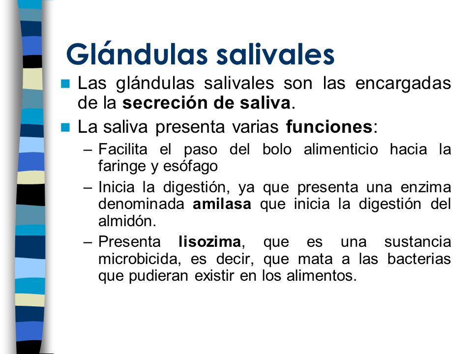 Glándulas salivales Las glándulas salivales son las encargadas de la secreción de saliva. La saliva presenta varias funciones: