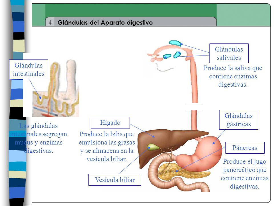 Glándulas intestinales