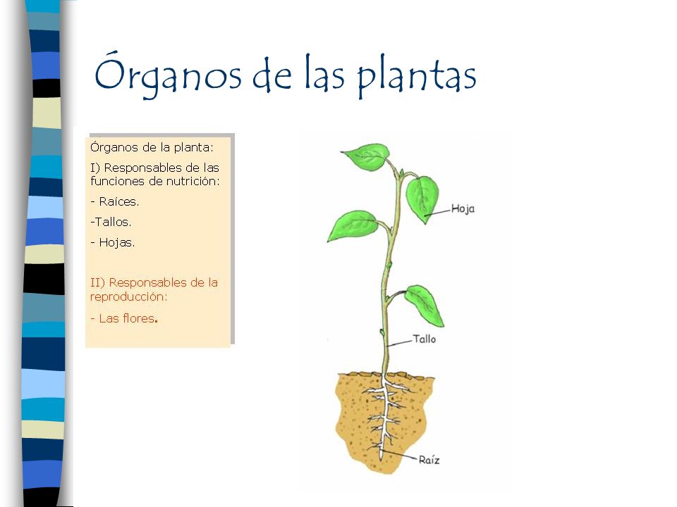 Órganos de las plantas