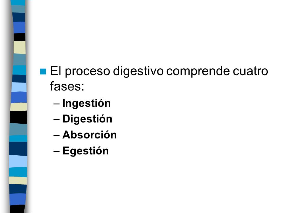 El proceso digestivo comprende cuatro fases: