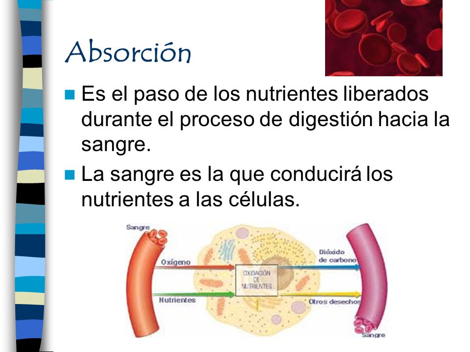 Absorción Es el paso de los nutrientes liberados durante el proceso de digestión hacia la sangre.