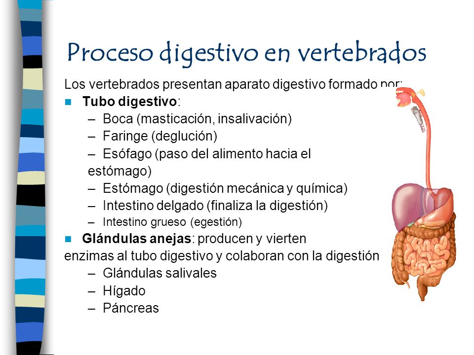 Proceso digestivo en vertebrados