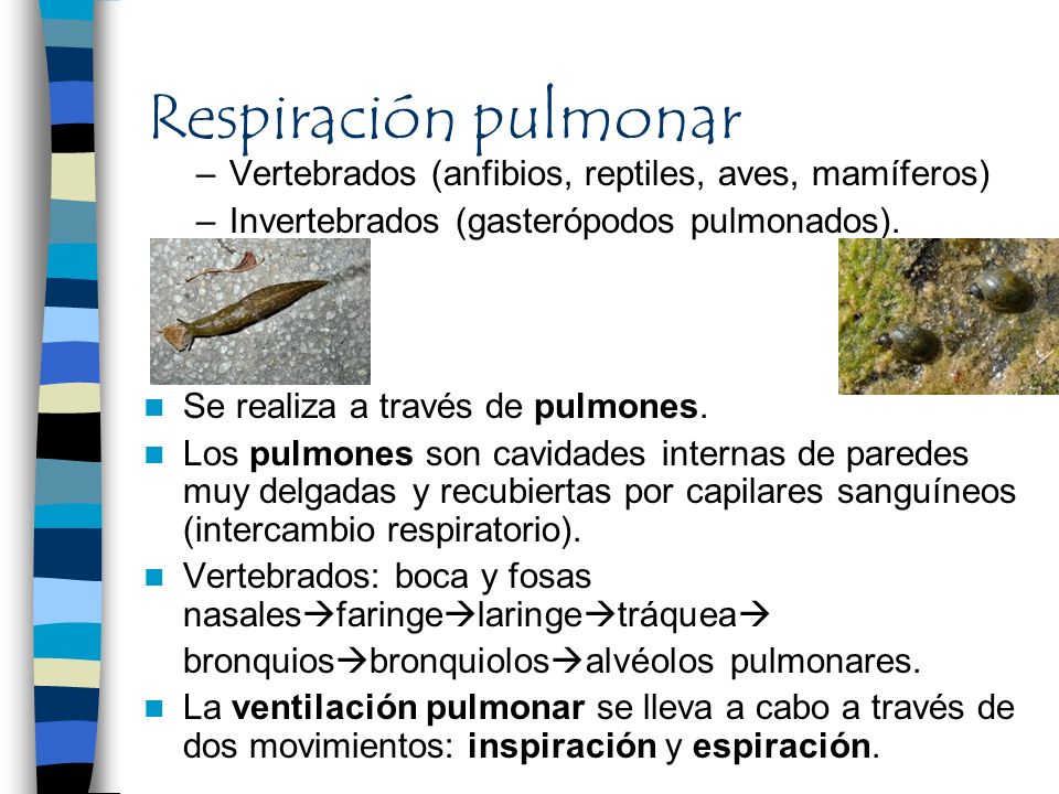 Respiración pulmonar Vertebrados (anfibios, reptiles, aves, mamíferos)