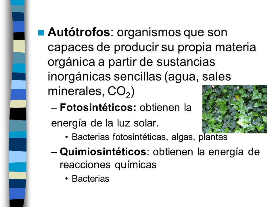 Autótrofos: organismos que son capaces de producir su propia materia orgánica a partir de sustancias inorgánicas sencillas (agua, sales minerales, CO2)