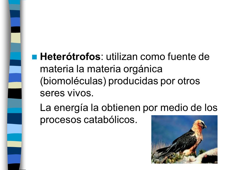 Heterótrofos: utilizan como fuente de materia la materia orgánica (biomoléculas) producidas por otros seres vivos.