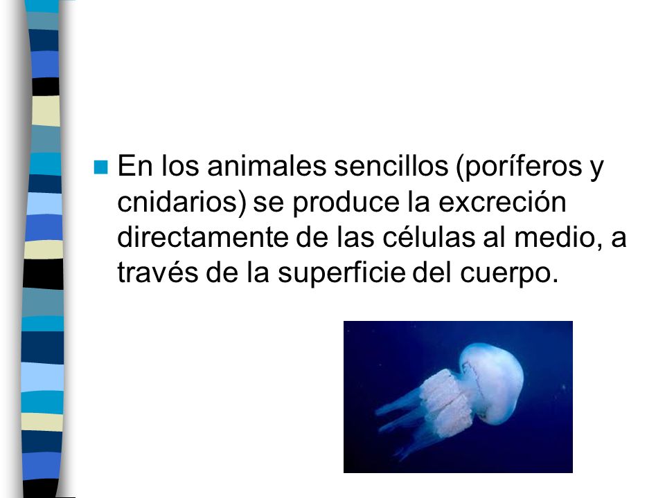 En los animales sencillos (poríferos y cnidarios) se produce la excreción directamente de las células al medio, a través de la superficie del cuerpo.