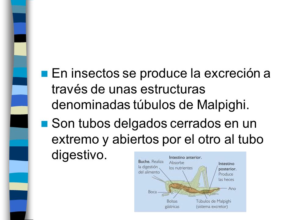 En insectos se produce la excreción a través de unas estructuras denominadas túbulos de Malpighi.