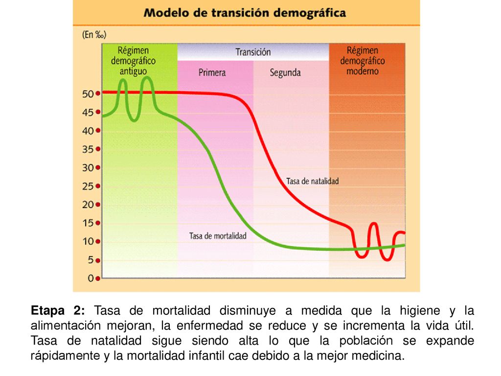 Etapa 2: Tasa de mortalidad disminuye a medida que la higiene y la alimentación mejoran, la enfermedad se reduce y se incrementa la vida útil.