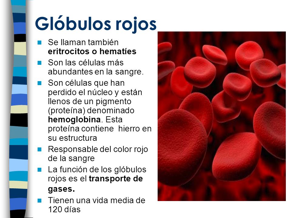 Glóbulos rojos Se llaman también eritrocitos o hematíes