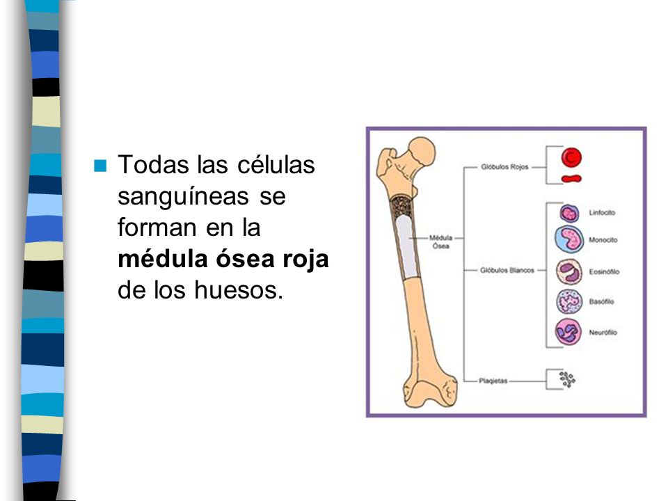 Todas las células sanguíneas se forman en la médula ósea roja de los huesos.