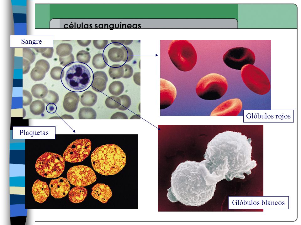 células sanguíneas Sangre Glóbulos rojos Plaquetas Glóbulos blancos