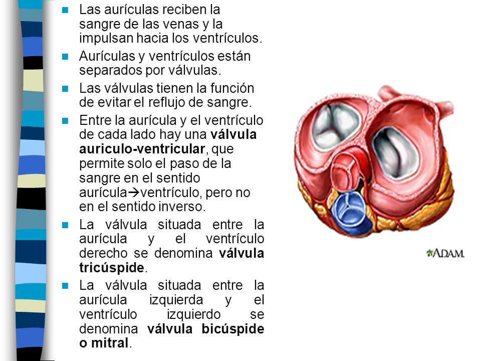 Las aurículas reciben la sangre de las venas y la impulsan hacia los ventrículos.