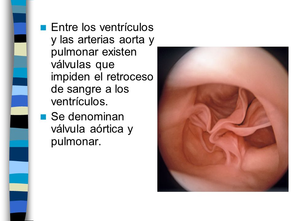 Entre los ventrículos y las arterias aorta y pulmonar existen válvulas que impiden el retroceso de sangre a los ventrículos.