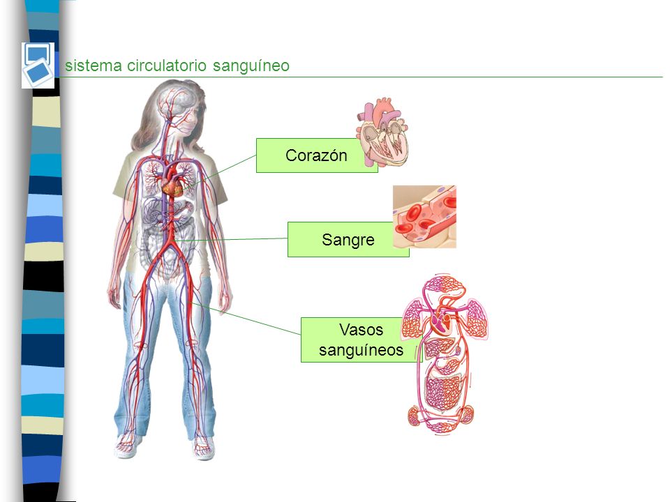 sistema circulatorio sanguíneo