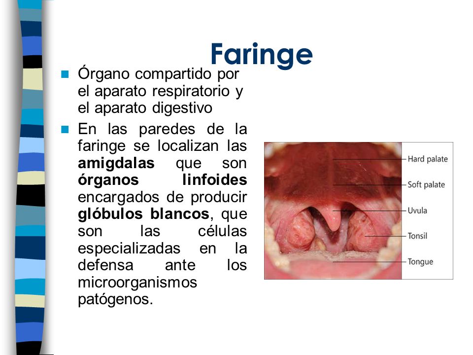 Faringe Órgano compartido por el aparato respiratorio y el aparato digestivo.