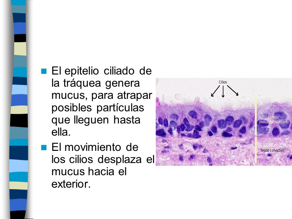 El epitelio ciliado de la tráquea genera mucus, para atrapar posibles partículas que lleguen hasta ella.