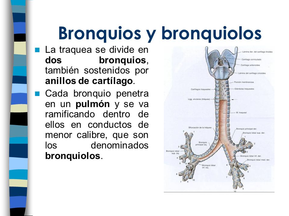 Bronquios y bronquiolos
