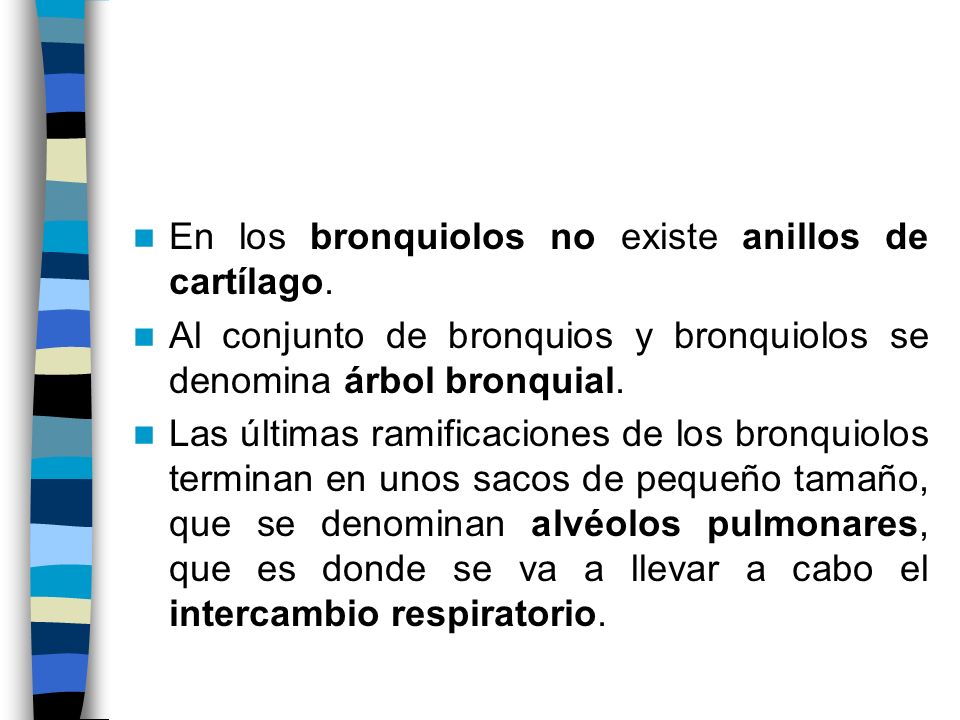 En los bronquiolos no existe anillos de cartílago.