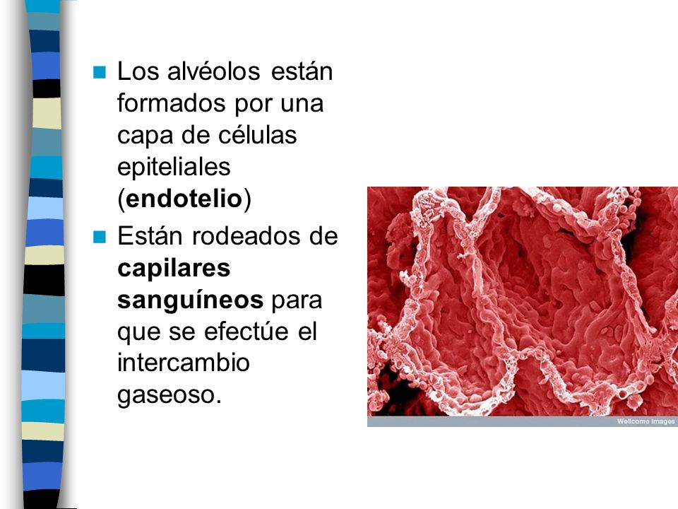 Los alvéolos están formados por una capa de células epiteliales (endotelio)