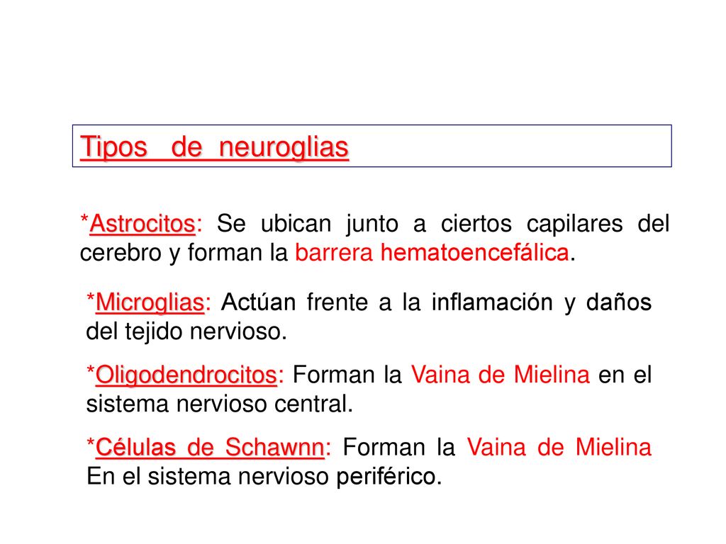Tipos de neuroglias *Astrocitos: Se ubican junto a ciertos capilares del cerebro y forman la barrera hematoencefálica.