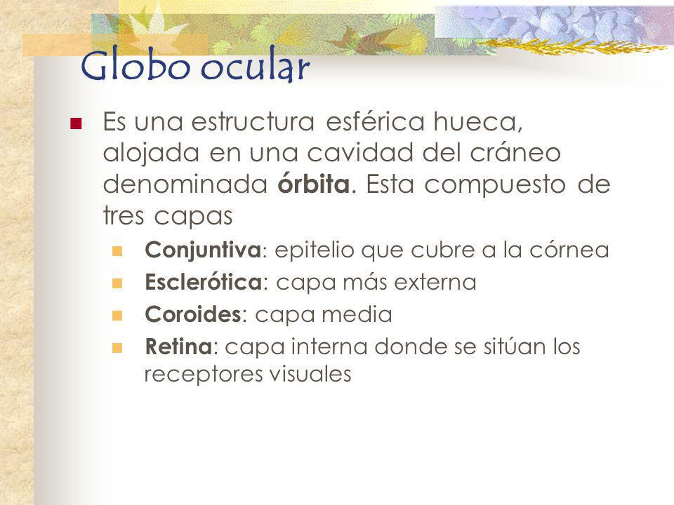 Globo ocular Es una estructura esférica hueca, alojada en una cavidad del cráneo denominada órbita. Esta compuesto de tres capas.
