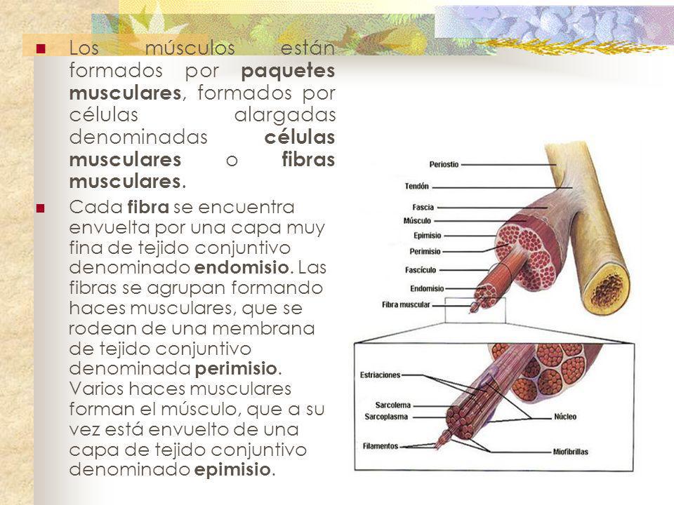 Los músculos están formados por paquetes musculares, formados por células alargadas denominadas células musculares o fibras musculares.