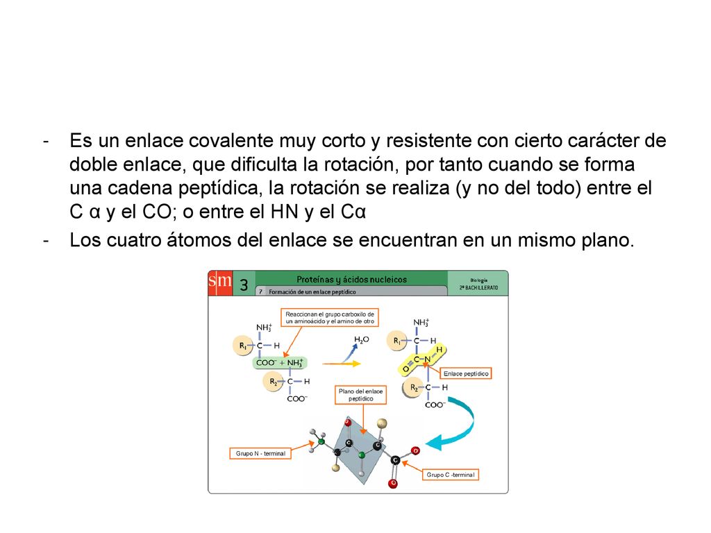 Es un enlace covalente muy corto y resistente con cierto carácter de doble enlace, que dificulta la rotación, por tanto cuando se forma una cadena peptídica, la rotación se realiza (y no del todo) entre el C α y el CO; o entre el HN y el Cα