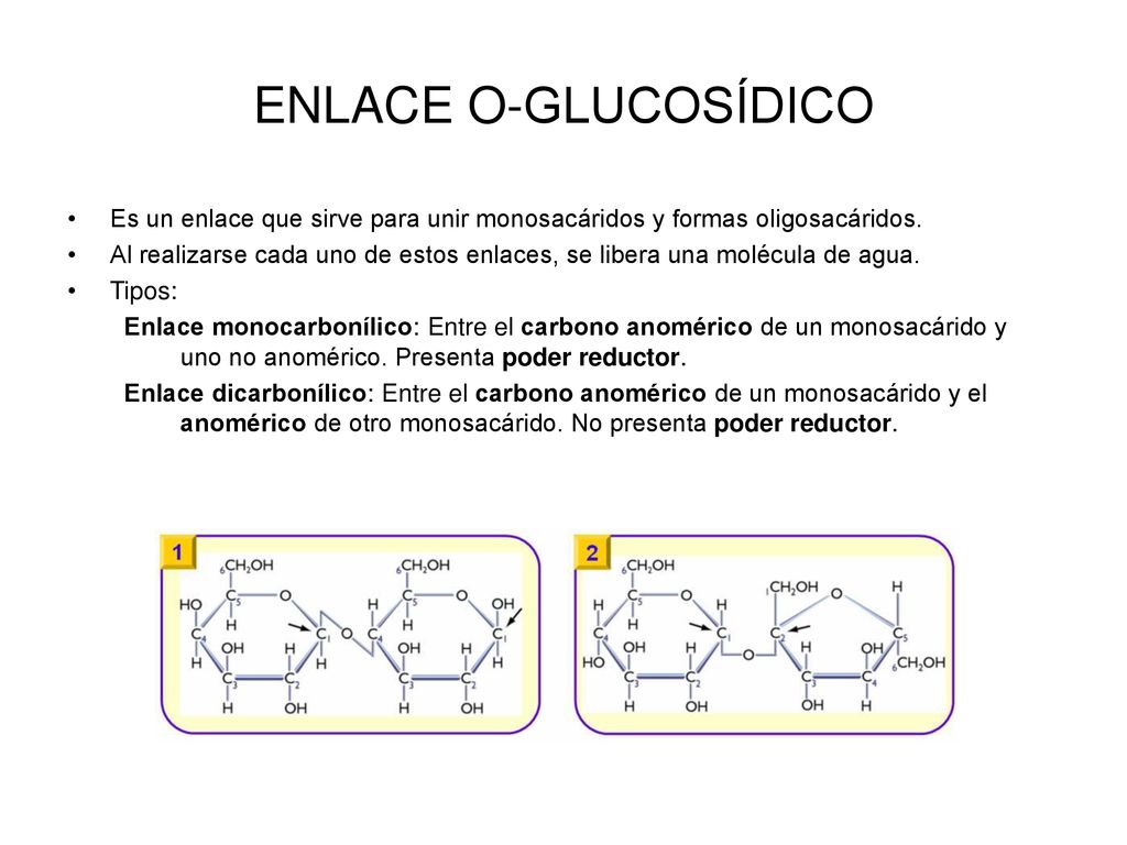ENLACE O-GLUCOSÍDICO Es un enlace que sirve para unir monosacáridos y formas oligosacáridos.