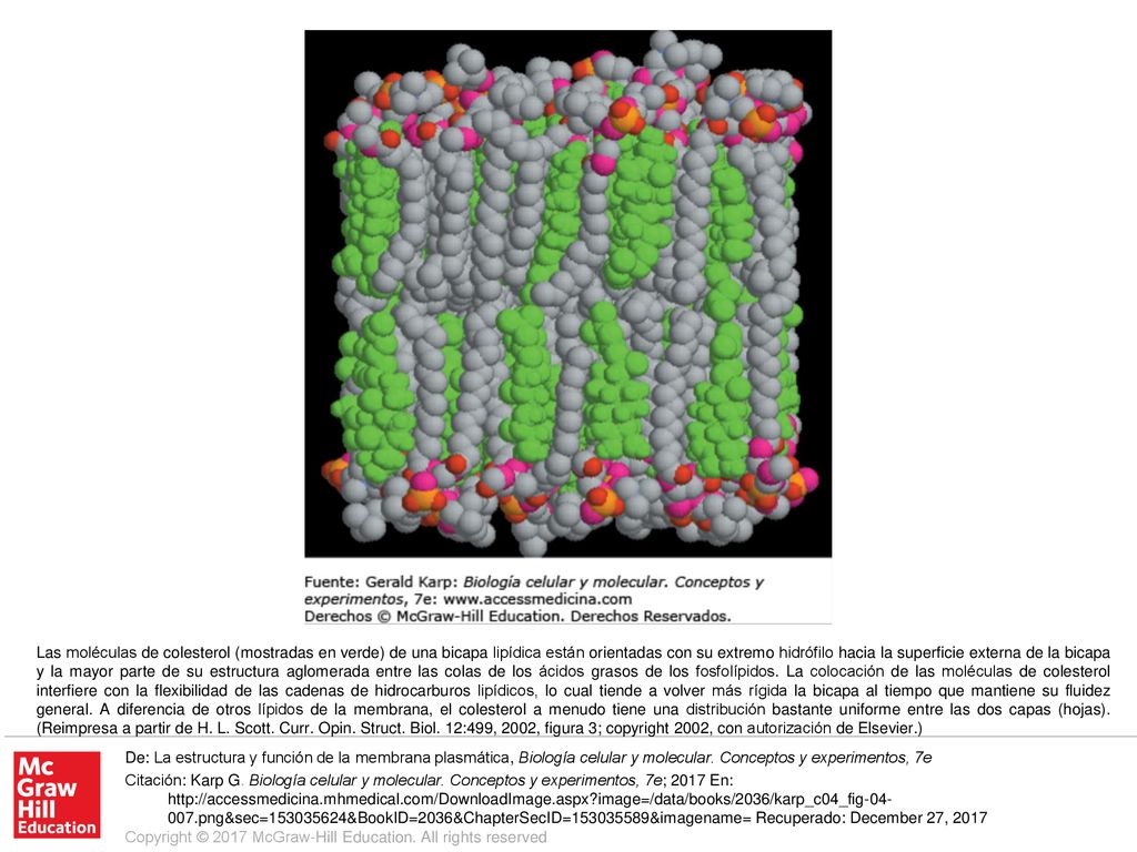 Las moléculas de colesterol (mostradas en verde) de una bicapa lipídica están orientadas con su extremo hidrófilo hacia la superficie externa de la bicapa y la mayor parte de su estructura aglomerada entre las colas de los ácidos grasos de los fosfolípidos. La colocación de las moléculas de colesterol interfiere con la flexibilidad de las cadenas de hidrocarburos lipídicos, lo cual tiende a volver más rígida la bicapa al tiempo que mantiene su fluidez general. A diferencia de otros lípidos de la membrana, el colesterol a menudo tiene una distribución bastante uniforme entre las dos capas (hojas). (Reimpresa a partir de H. L. Scott. Curr. Opin. Struct. Biol. 12:499, 2002, figura 3; copyright 2002, con autorización de Elsevier.)