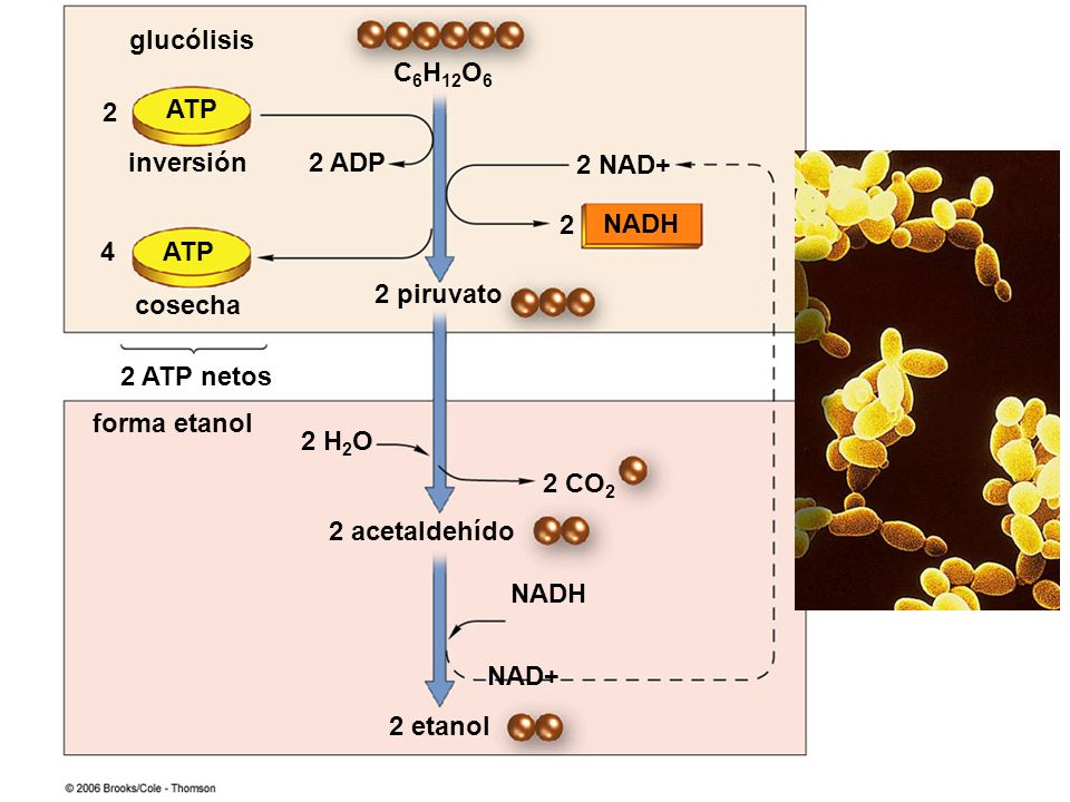 C6H12O6 ATP NADH 2 acetaldehído 2 NAD+ 2 2 ADP 2 piruvato 4 cosecha