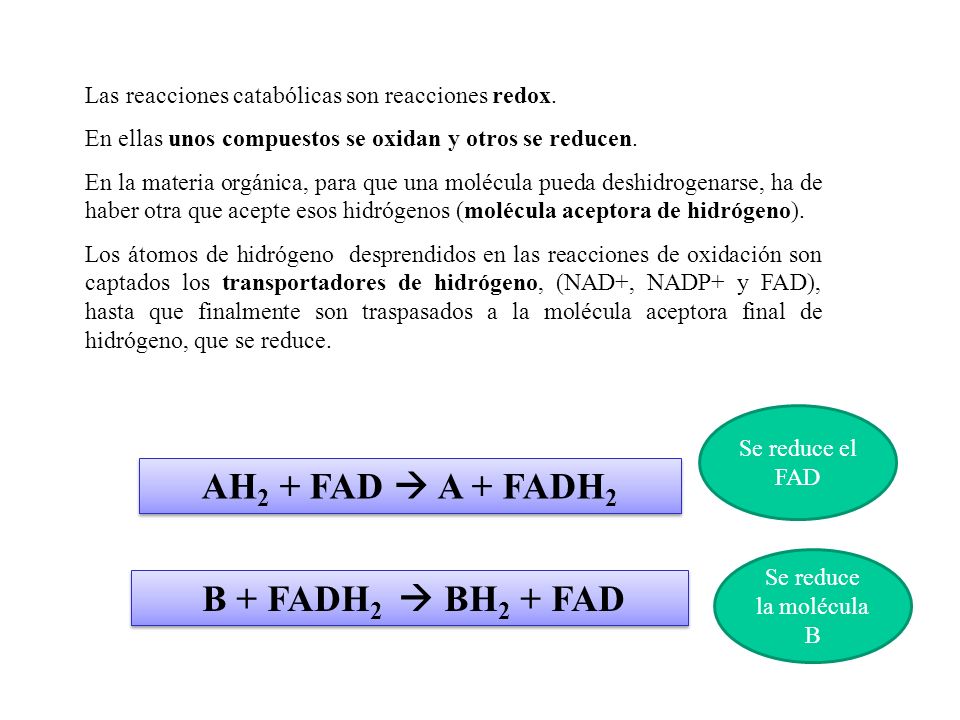 AH2 + FAD  A + FADH2 B + FADH2  BH2 + FAD