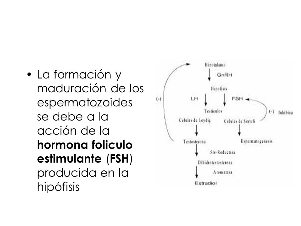 La formación y maduración de los espermatozoides se debe a la acción de la hormona foliculo estimulante (FSH) producida en la hipófisis