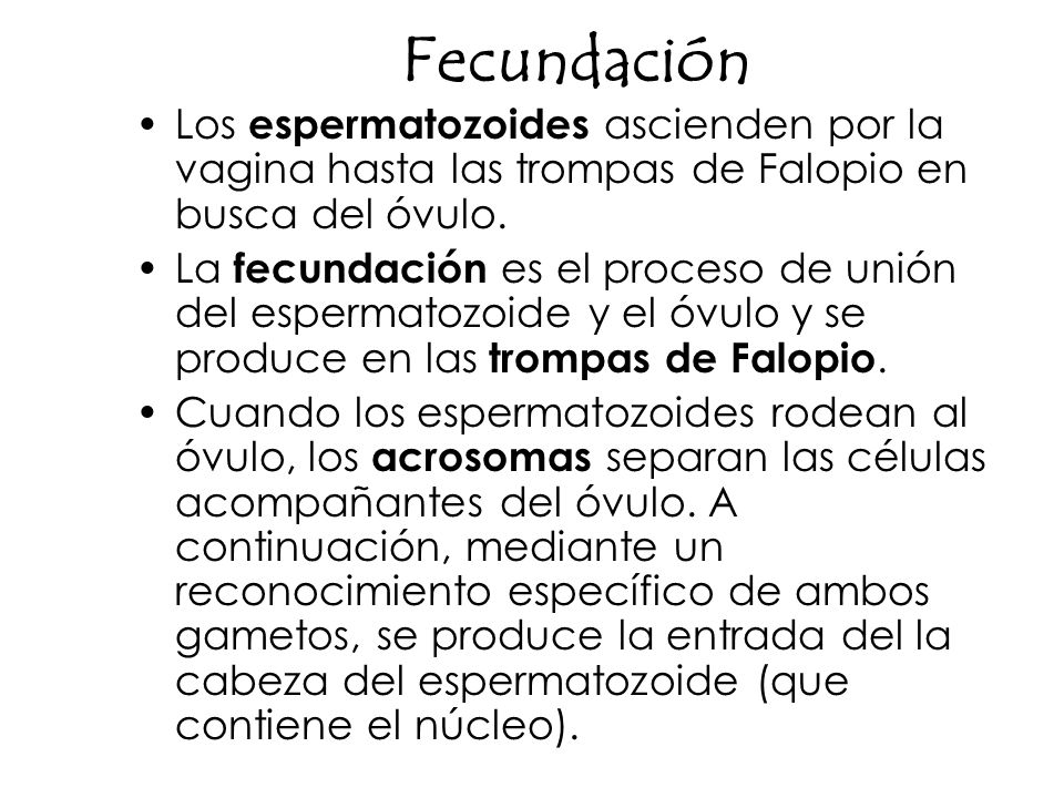 Fecundación Los espermatozoides ascienden por la vagina hasta las trompas de Falopio en busca del óvulo.