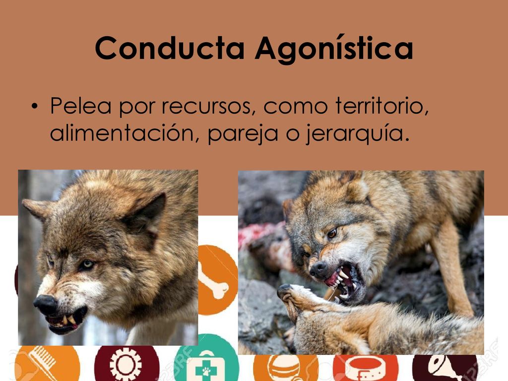 Conducta Agonística Pelea por recursos, como territorio, alimentación, pareja o jerarquía.
