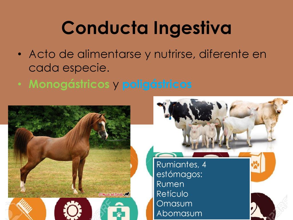 Conducta Ingestiva Acto de alimentarse y nutrirse, diferente en cada especie. Monogástricos y poligástricos.