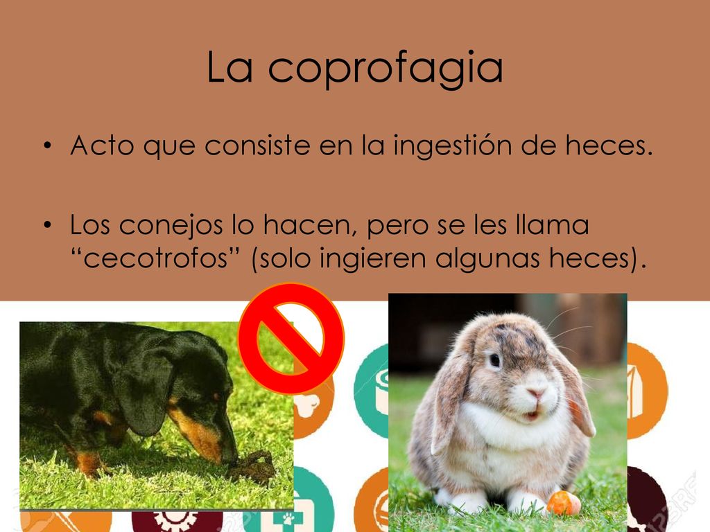 La coprofagia Acto que consiste en la ingestión de heces.