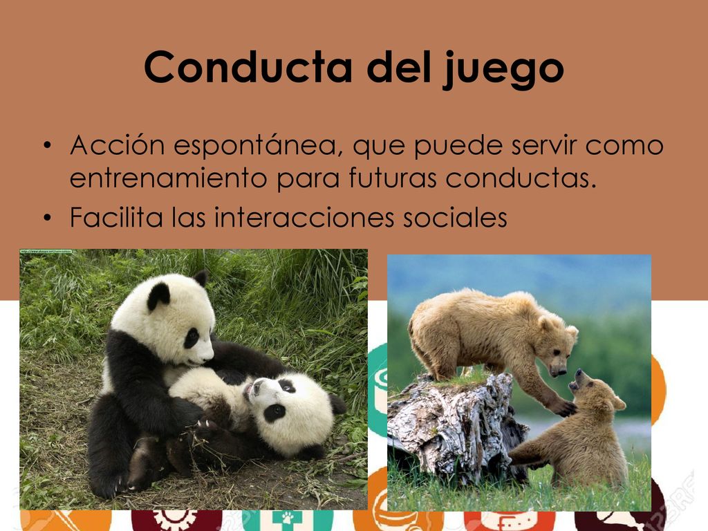 Conducta del juego Acción espontánea, que puede servir como entrenamiento para futuras conductas.