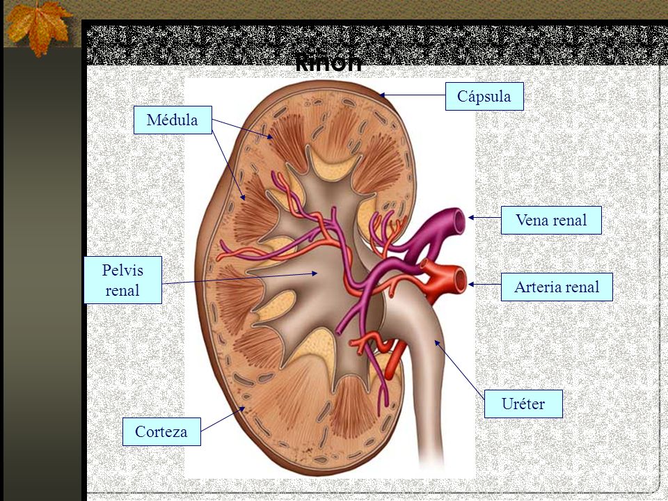 Riñón Cápsula Médula Vena renal Pelvis renal Arteria renal Uréter