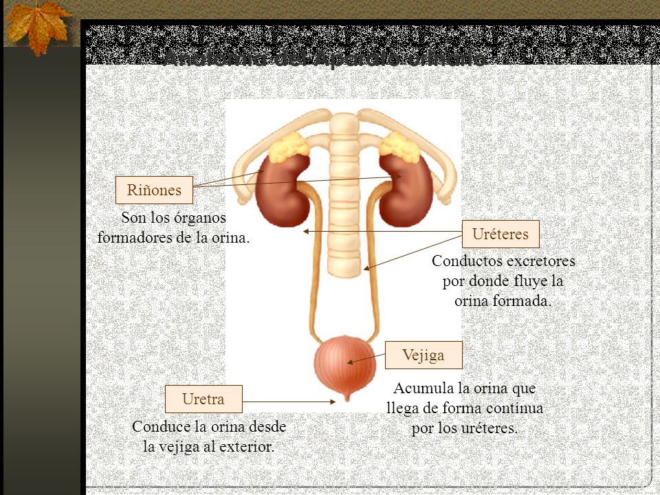 Anatomía del Aparato urinario