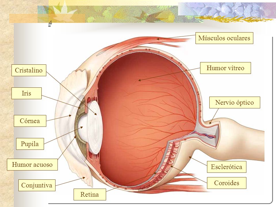 Músculos oculares Humor vítreo Cristalino Iris Nervio óptico Córnea