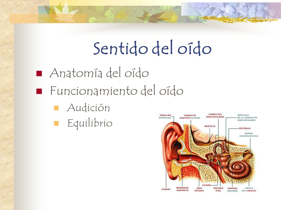 Sentido del oído Anatomía del oído Funcionamiento del oído Audición