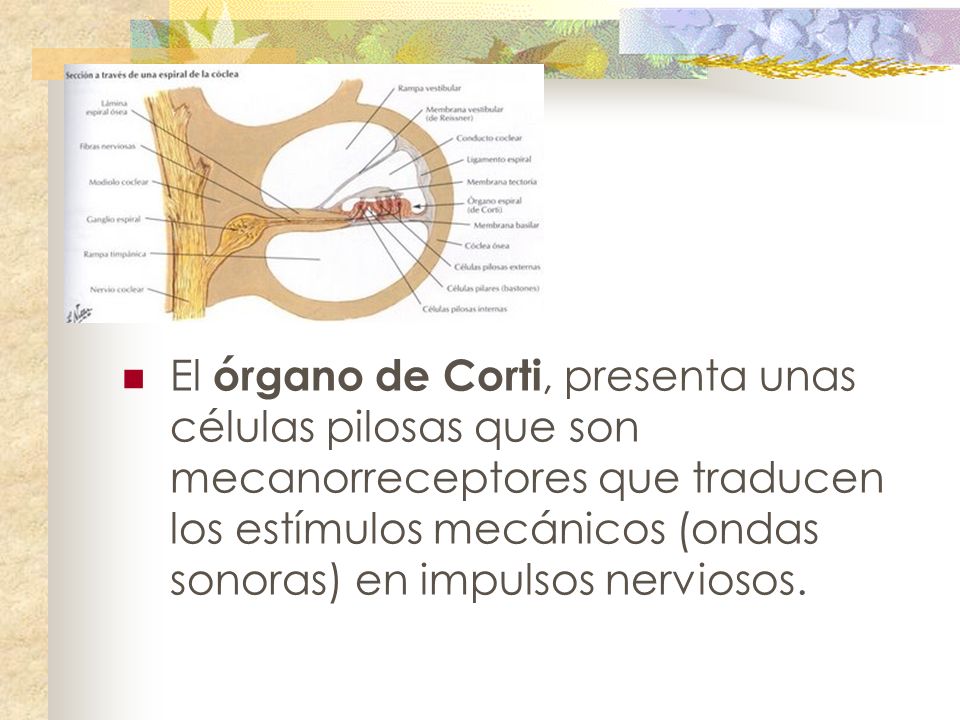 El órgano de Corti, presenta unas células pilosas que son mecanorreceptores que traducen los estímulos mecánicos (ondas sonoras) en impulsos nerviosos.
