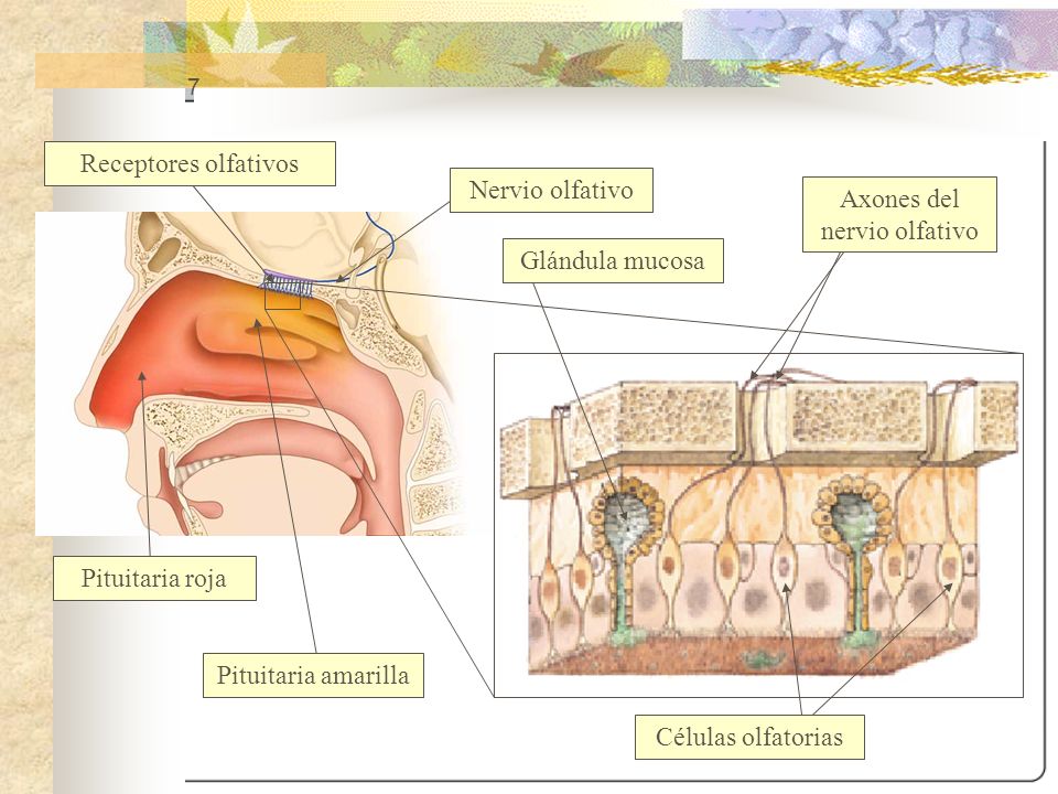 Axones del nervio olfativo