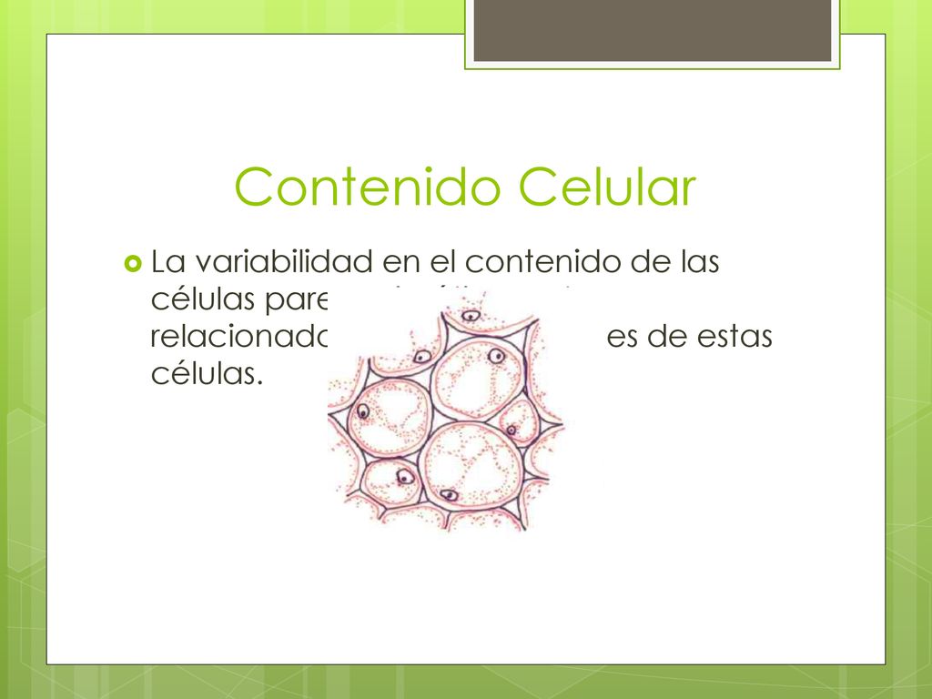 Contenido Celular La variabilidad en el contenido de las células parenquimáticas esta relacionado con las actividades de estas células.