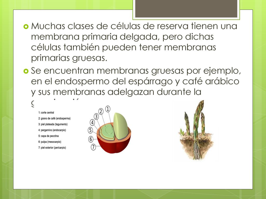 Muchas clases de células de reserva tienen una membrana primaria delgada, pero dichas células también pueden tener membranas primarias gruesas.