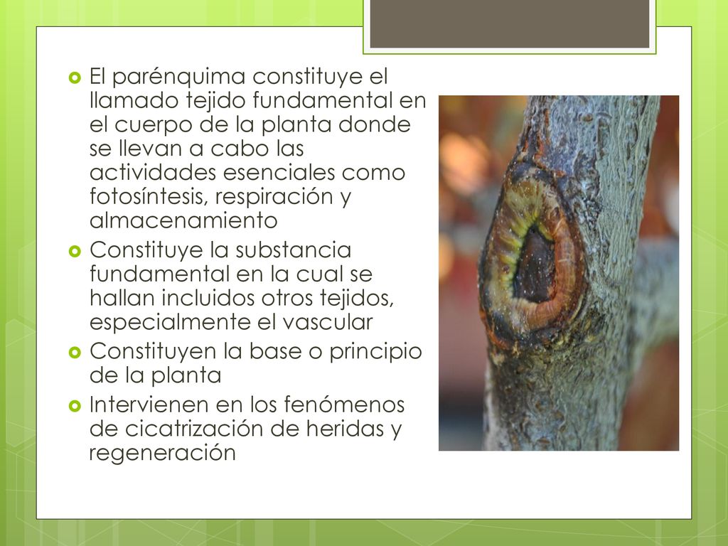 El parénquima constituye el llamado tejido fundamental en el cuerpo de la planta donde se llevan a cabo las actividades esenciales como fotosíntesis, respiración y almacenamiento