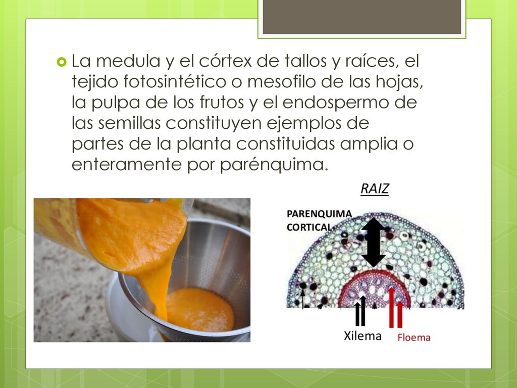 La medula y el córtex de tallos y raíces, el tejido fotosintético o mesofilo de las hojas, la pulpa de los frutos y el endospermo de las semillas constituyen ejemplos de partes de la planta constituidas amplia o enteramente por parénquima.