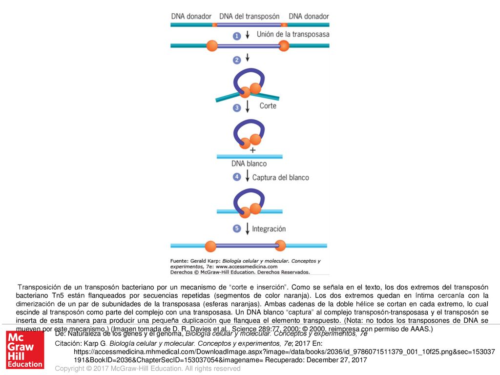 Transposición de un transposón bacteriano por un mecanismo de corte e inserción . Como se señala en el texto, los dos extremos del transposón bacteriano Tn5 están flanqueados por secuencias repetidas (segmentos de color naranja). Los dos extremos quedan en íntima cercanía con la dimerización de un par de subunidades de la transposasa (esferas naranjas). Ambas cadenas de la doble hélice se cortan en cada extremo, lo cual escinde al transposón como parte del complejo con una transposasa. Un DNA blanco captura al complejo transposón-transposasa y el transposón se inserta de esta manera para producir una pequeña duplicación que flanquea el elemento transpuesto. (Nota: no todos los transposones de DNA se mueven por este mecanismo.) (Imagen tomada de D. R. Davies et al., Science 289:77, 2000; © 2000, reimpresa con permiso de AAAS.)