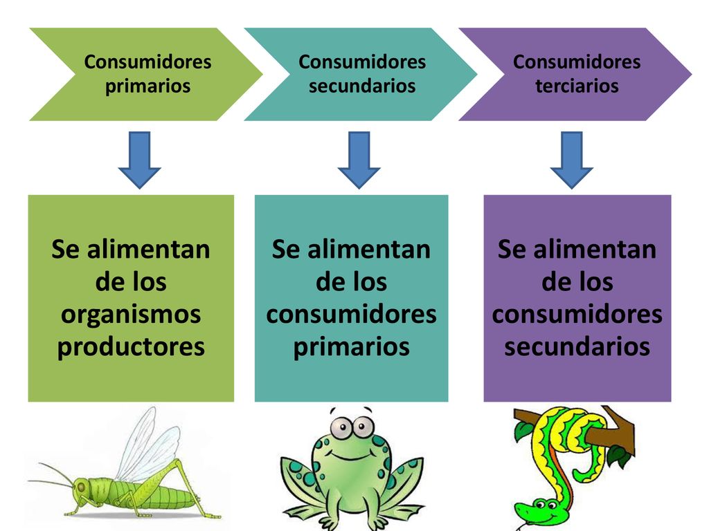Se alimentan de los organismos productores