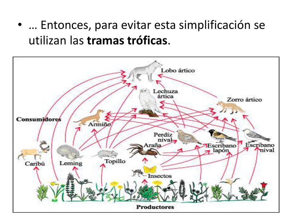 … Entonces, para evitar esta simplificación se utilizan las tramas tróficas.